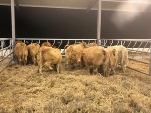 Cracking Charolais Heifers - Image 4