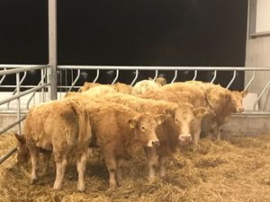 Charolais Heifers - Image 3