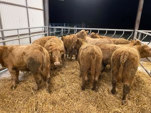 Cracking Charolais Heifers - Image 3