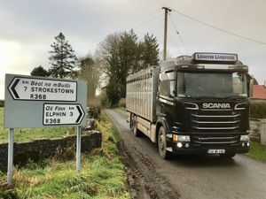 15 Charolais Bullocks • 18/2/2026 - Image 2
