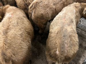 15 Charolais Bullocks • 18/2/2026 - Image 4