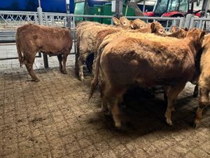 10 300kg Heifers • 18/2/26 Roscommon - Image 2