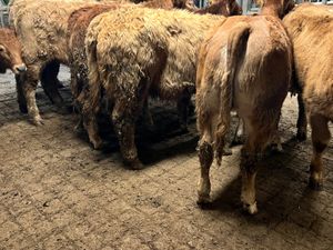 10 300kg Heifers • 18/2/26 Roscommon - Image 4
