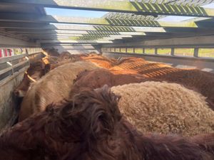 Better Value than a Bull Weanling ? - Image 4