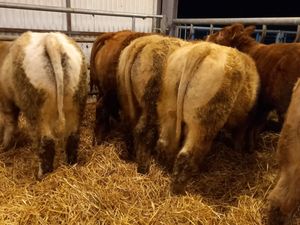 FREE • FREE • FREE • FREE • FREE • FREE - Image 4