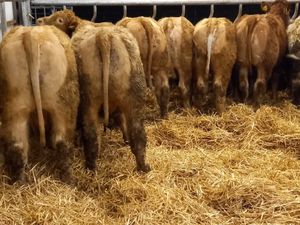 FREE • FREE • FREE • FREE • FREE • FREE - Image 2