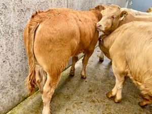 GRASS • BULLOCKS • HEIFERS • BULLS • - Image 4