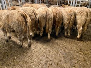 CHAROLAIS BULLOCKS - Image 2