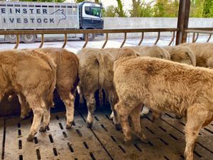 Top Quality Charolais Bullocks / Heifers - Image 2
