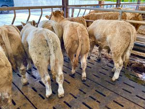 SMASHING CHAROLAIS BULLOCKS - Image 2