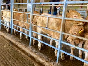 CHAROLAIS BULLOCKS - Image 2