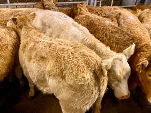 ☘️ 20 FRESH IN DONEGAL HEIFERS ☘️ - Image 3