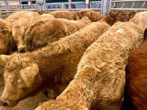 ☘️ 20 FRESH IN DONEGAL HEIFERS ☘️ - Image 2