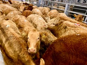 20 CHAROLAIS HEIFERS - Image 2