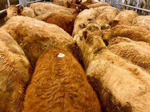 ☘️ 20 FRESH IN DONEGAL HEIFERS ☘️ - Image 4