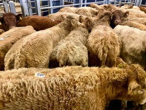 💥Fresh Stock 12/4/26💥CHAROLAIS HEIFERS - Image 2