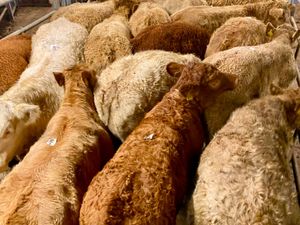 20 CHAROLAIS HEIFERS - Image 2