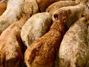 20 CHAROLAIS HEIFERS - Image 2