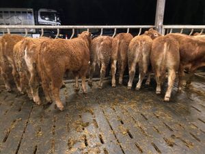 ☘️10 Limousin Bullocks from Galway☘️ - Image 2