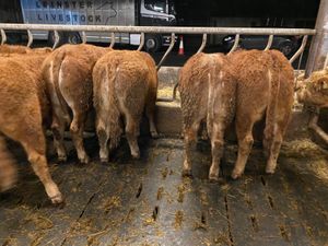 ☘️10 Limousin Bullocks from Galway☘️ - Image 3