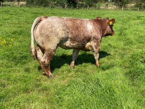5 Star  Breeding Heifers - Image 3