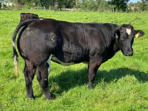 5 Star  Breeding Heifers - Image 4