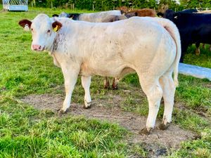 5 Star  Breeding Heifers - Image 2