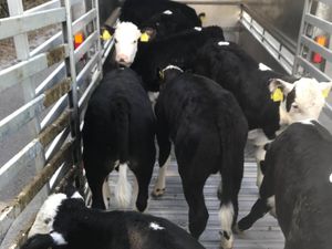 Fresh Calves every Monday €30 off the sheet - Image 3