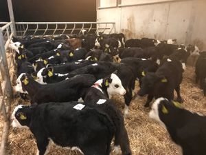 Fresh Calves every Monday €30 off the sheet - Image 3
