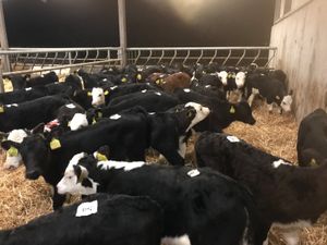 Fresh Calves every Monday €30 off the sheet - Image 2