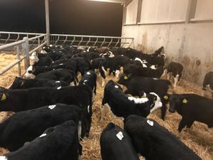 Fresh Calves every Monday €30 off the sheet - Image 4