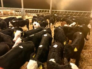 Fresh Calves every Monday €30 off the sheet - Image 4