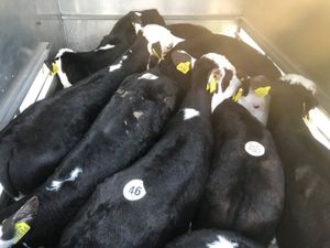 Calves every Monday €30 of the mart docket - Image 2