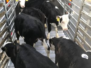 Calves every Monday €30 of the mart docket - Image 4