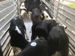 Calves every Monday €30 of the mart docket - Image 2