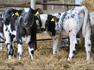 Calves every Monday €30 of the mart docket - Image 2