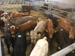 Calves every Monday €30 of the mart docket - Image 4