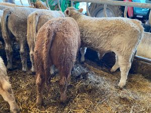 04/03/26 • 20 Fresh in Charolais Bullocks - Image 2