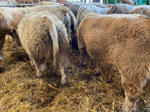 04/03/26 • 20 Fresh in Charolais Bullocks - Image 3