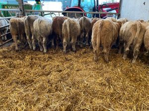 • Fresh in Charolais Bullocks • - Image 3