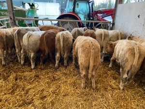 • 20 Fresh in Charolais Bullocks • - Image 2