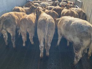 Best Selection • Best Quality • Best Prices - Image 4