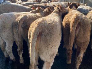 Best Selection • Best Quality • Best Prices - Image 2