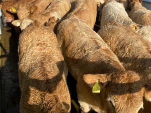 Super Golden Charolais Heifers - Image 2