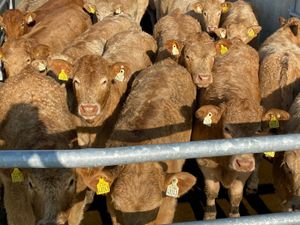 Super Golden Charolais Heifers - Image 3