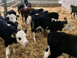 Powerful Healthy Calves - Image 4