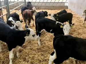 Powerful Healthy Calves - Image 3