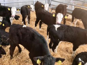 Powerful Healthy Calves - Image 2