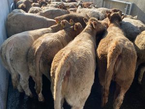 Smashing Charolais Heifers - Image 2