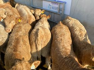Smashing Charolais Heifers - Image 2